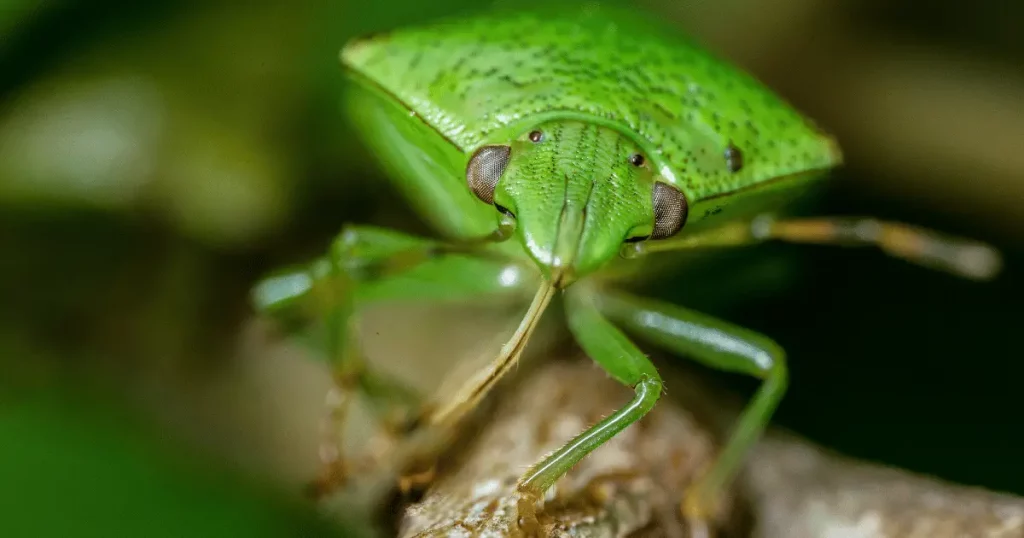 Best Camera Gear For Wildlife Photography