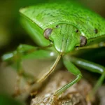 Best Camera Gear For Wildlife Photography