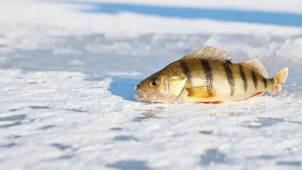 Sony HDR-CX405 for underwater ice fishing
