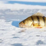 Sony HDR-CX405 for underwater ice fishing
