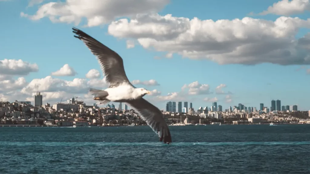 Nikon D750 Settings for Flying Bird Photography