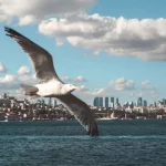 Nikon D750 Settings for Flying Bird Photography