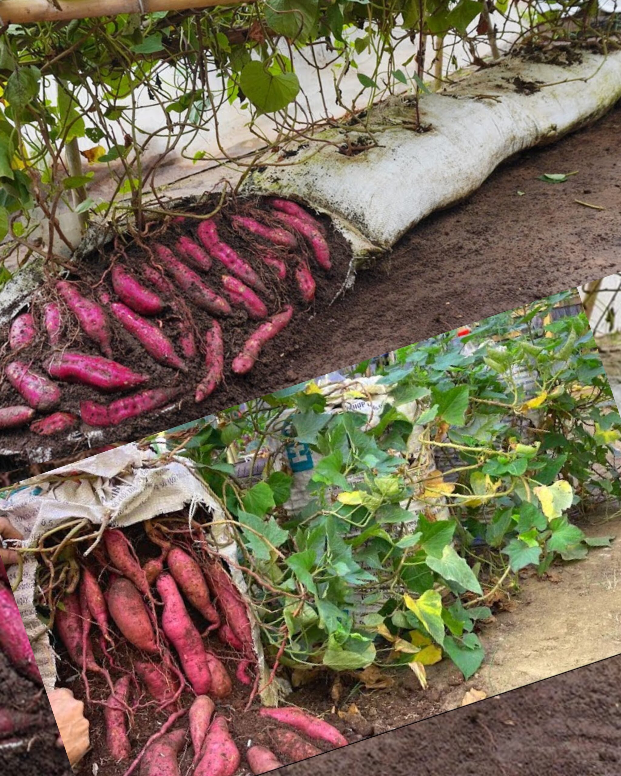 a-comprehensive-guide-to-cultivating-sweet-potatoes-in-soil-bags