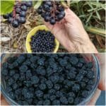 Discover the Power of Aronia Tea Your Heart and Minds Best Friend