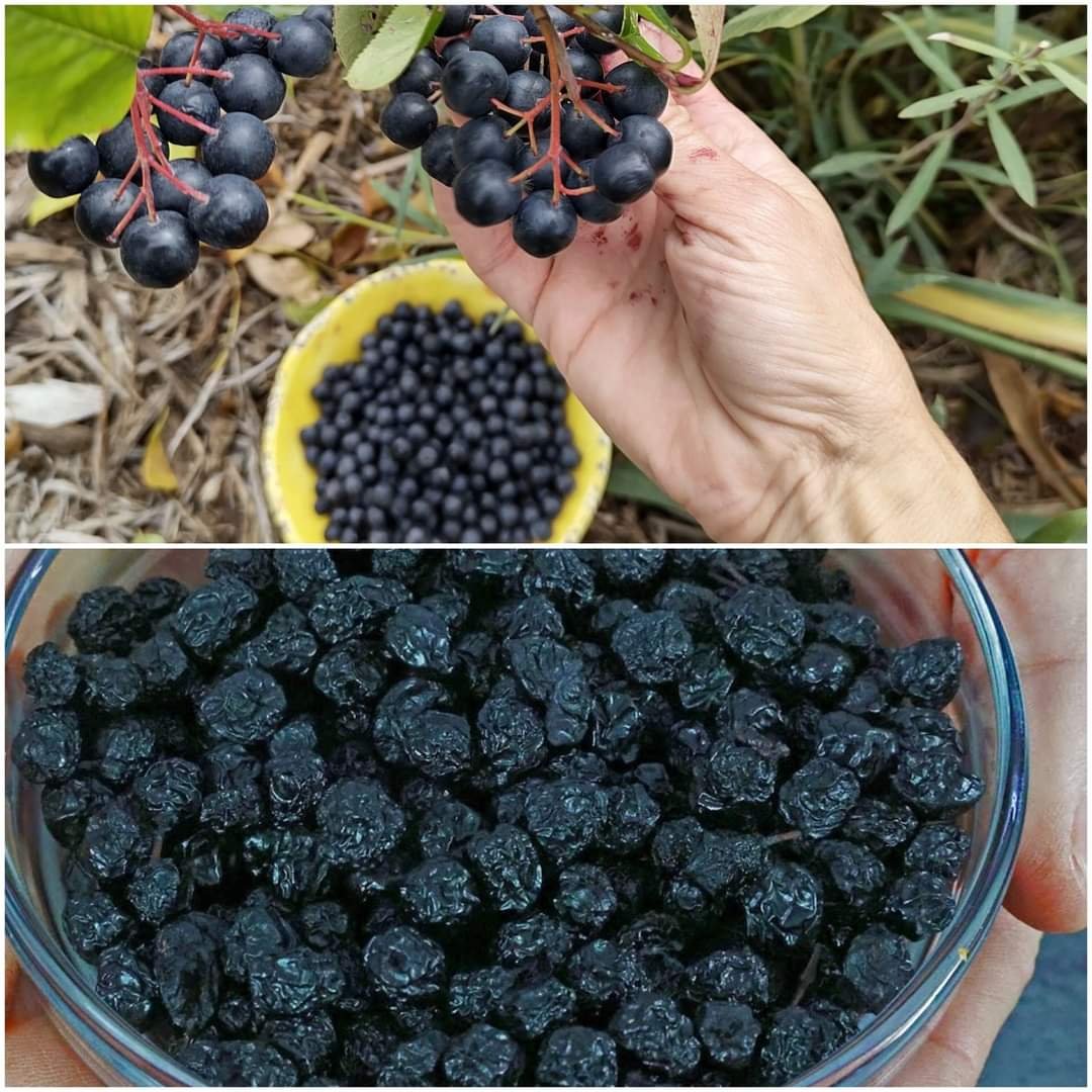 Discover the Power of Aronia Tea Your Heart and Minds Best Friend