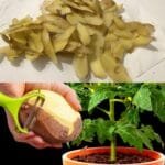 The Secret Life of Potato Peels