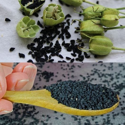 Discover the Amazing Health Benefits of Black Cumin Seeds