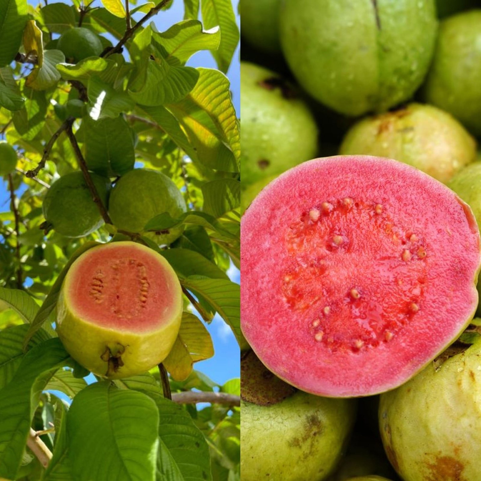 The Health Benefits and Risks of Guava
