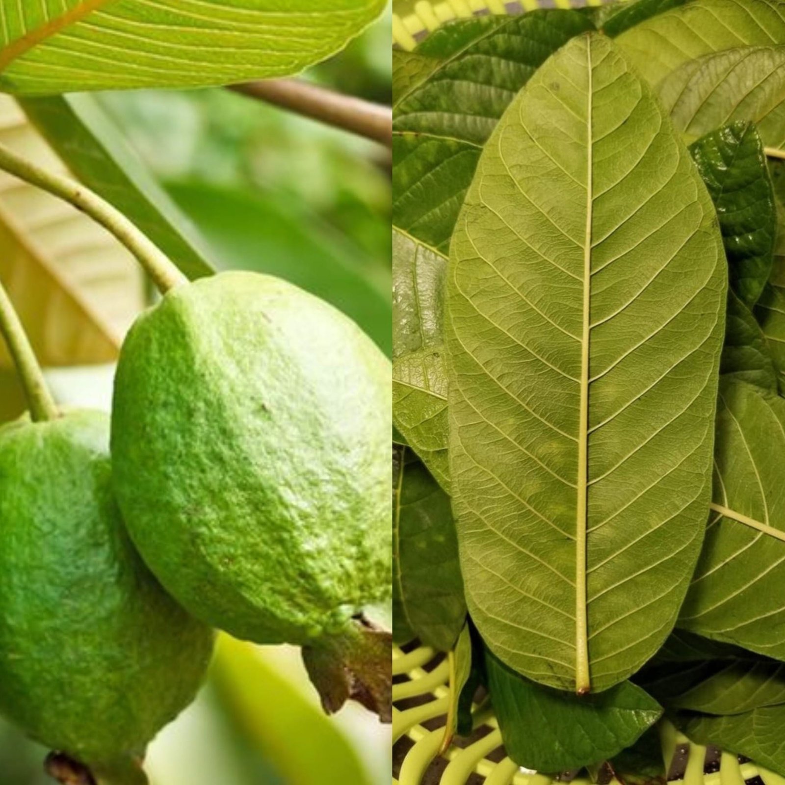 Discover the Incredible Health Benefits of Boiled Guava Leaves
