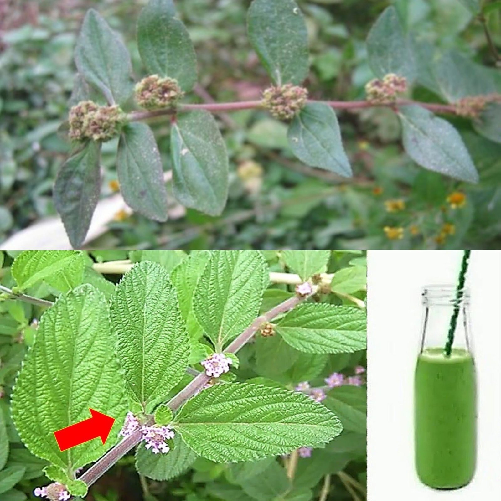 The Hidden Gem of the Garden