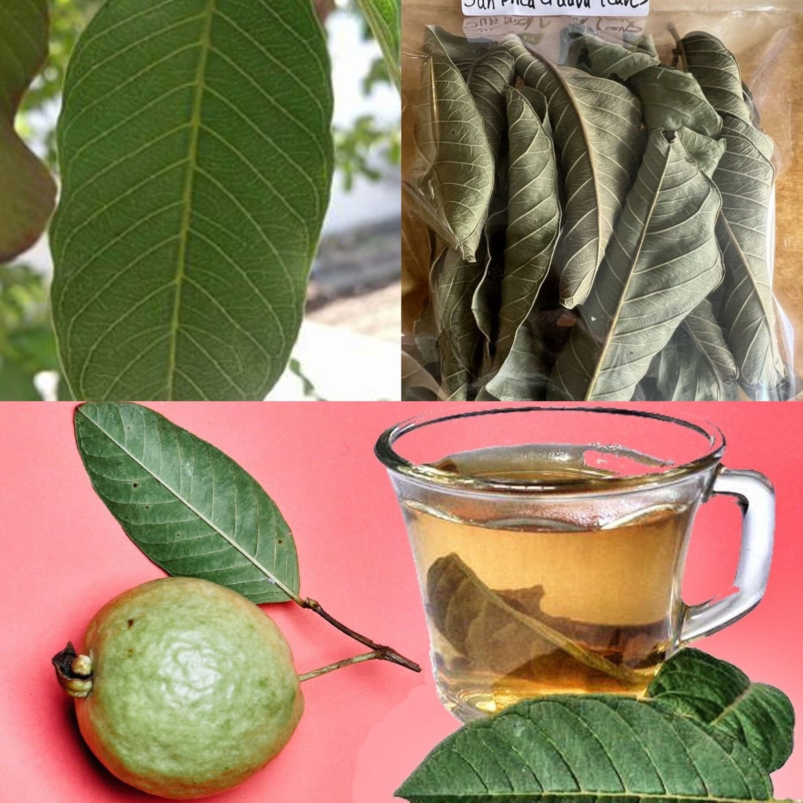 Discover the Wonders of Guava Leaf Tea