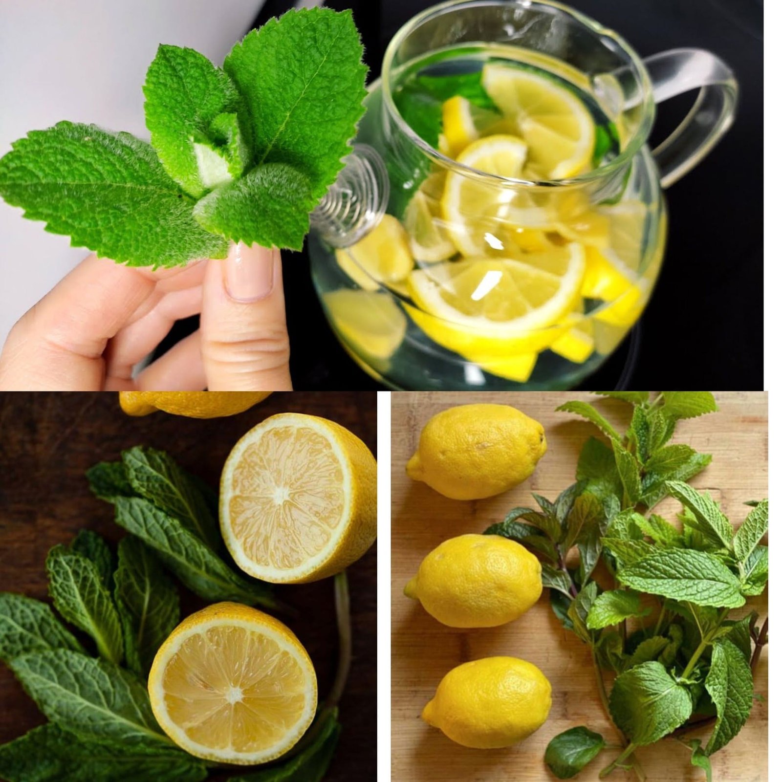 Discover the Refreshing Way to Support Your Health