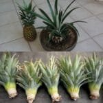 How to Grow a Pineapple from its Top