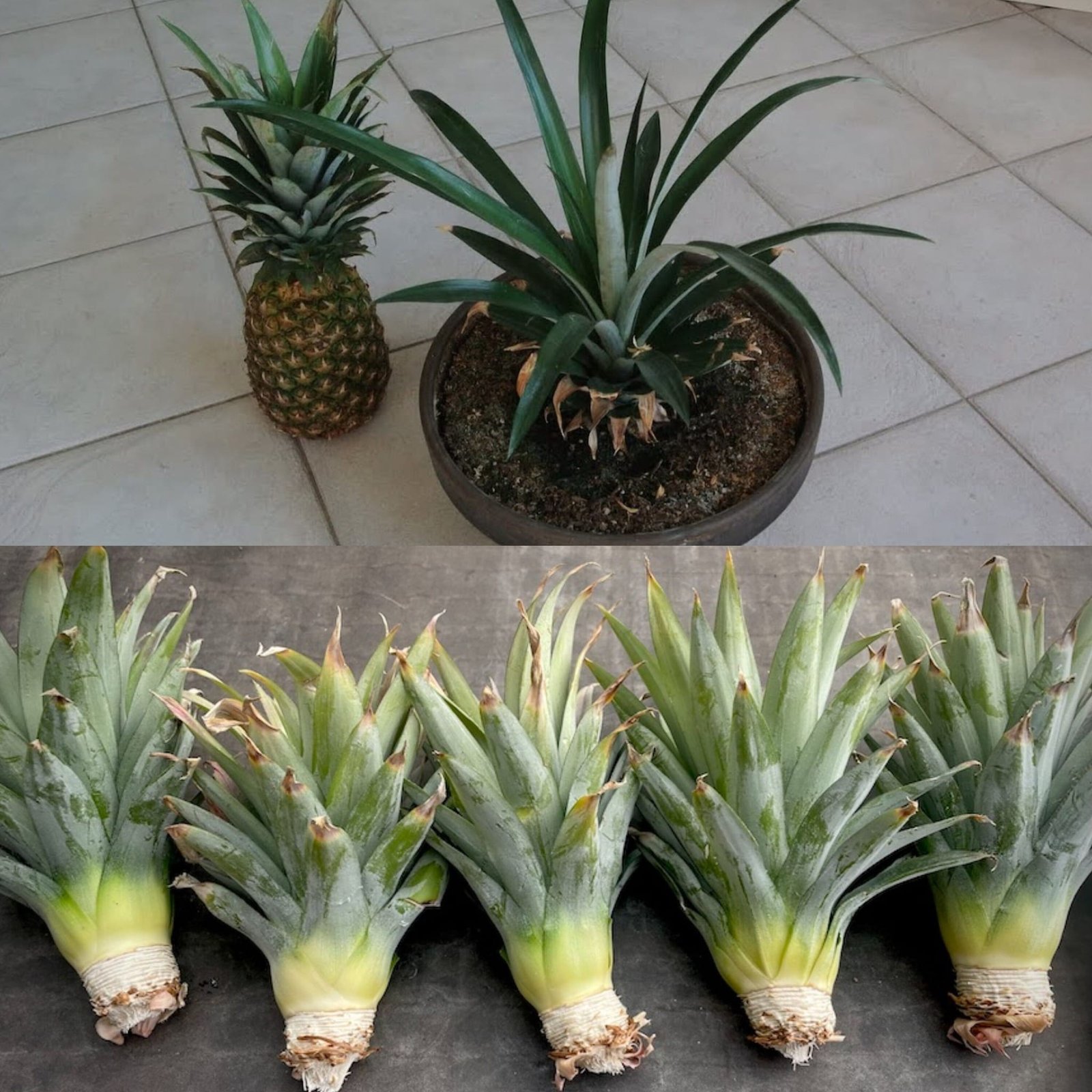 How to Grow a Pineapple from its Top